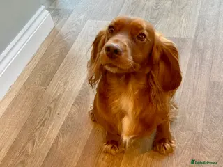 Cocker Spaniel dogs Working cocker spaniel pups - Advert 19