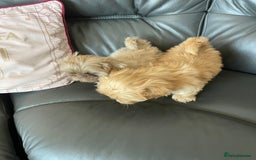 Shih Tzu dogs for sale: imperial shih tzu  in Nottingham - Image 8