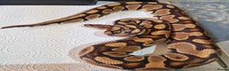 Python Snake reptiles for sale: Various royals available - Advert 7
