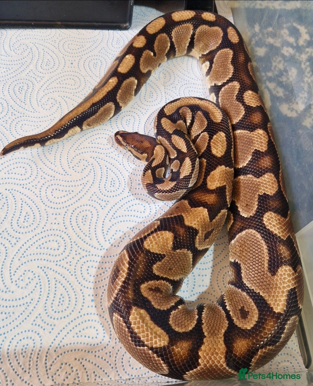 Python Snake reptiles for sale: Various royals available - Advert 7