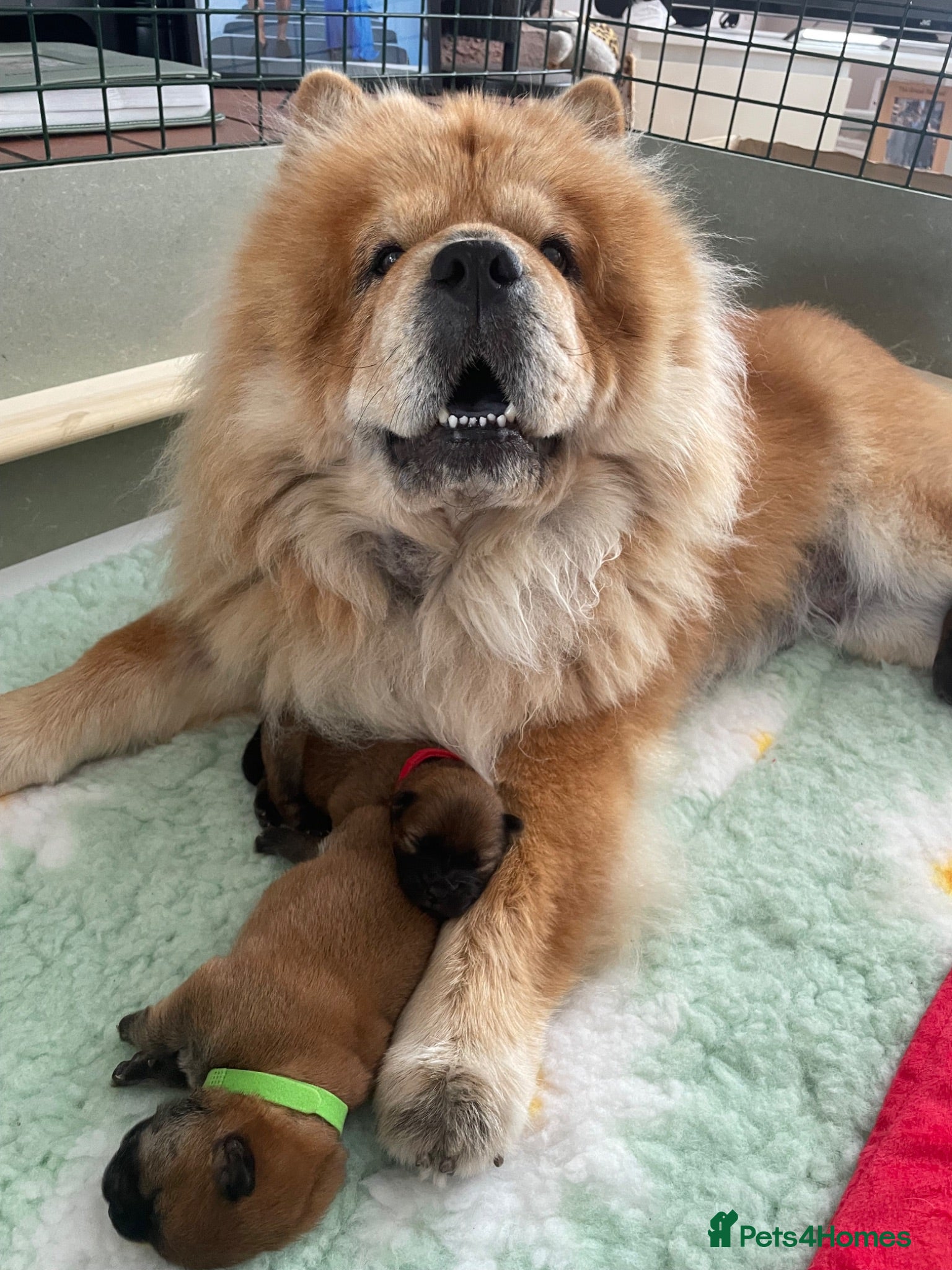 Chow Chow dogs 5 OUTSTANDING CHOW PUPS - Advert 1
