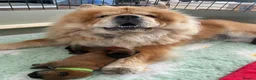 Chow Chow dogs for sale: 5 OUTSTANDING CHOW PUPS - Advert 1