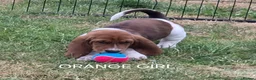 Basset Hound dogs for sale: KC BASSET HOUND PUPPIES  - Advert 27