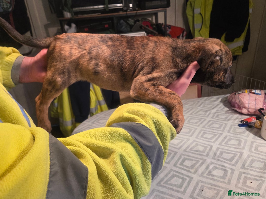 Mixed Breed dogs for sale: Bullcros  - Advert 12