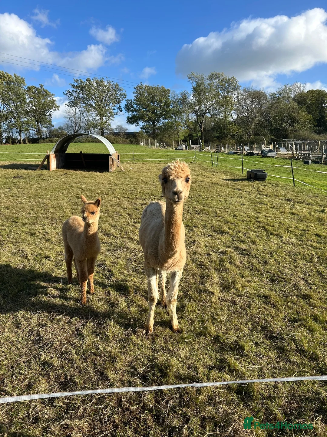 Alpaca livestock for sale: Beautiful female Alpaca female & nursing Cria in Billingshurst - Advert 2