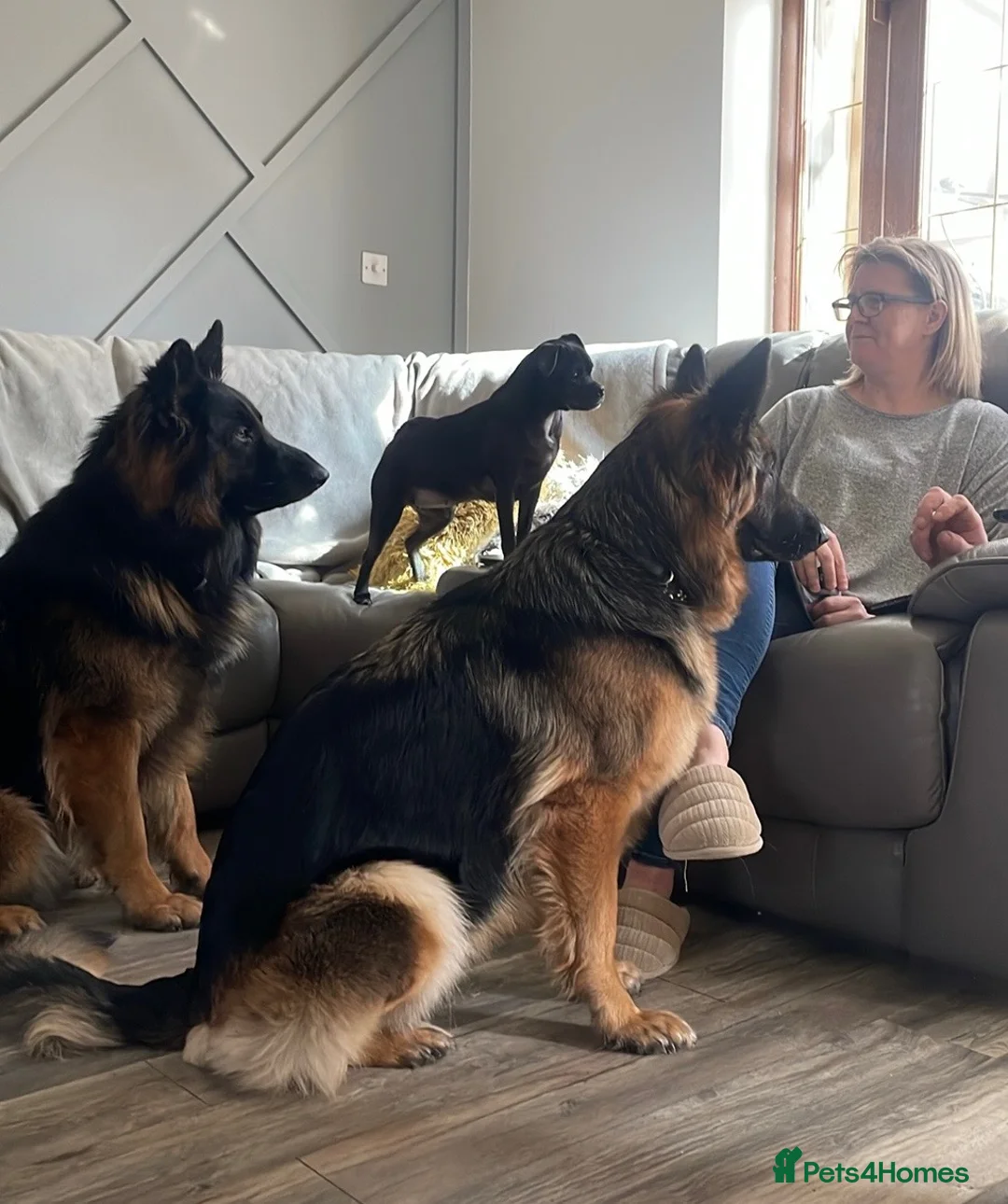 German Shepherd dogs for sale: German Shepard puppie - Advert 2