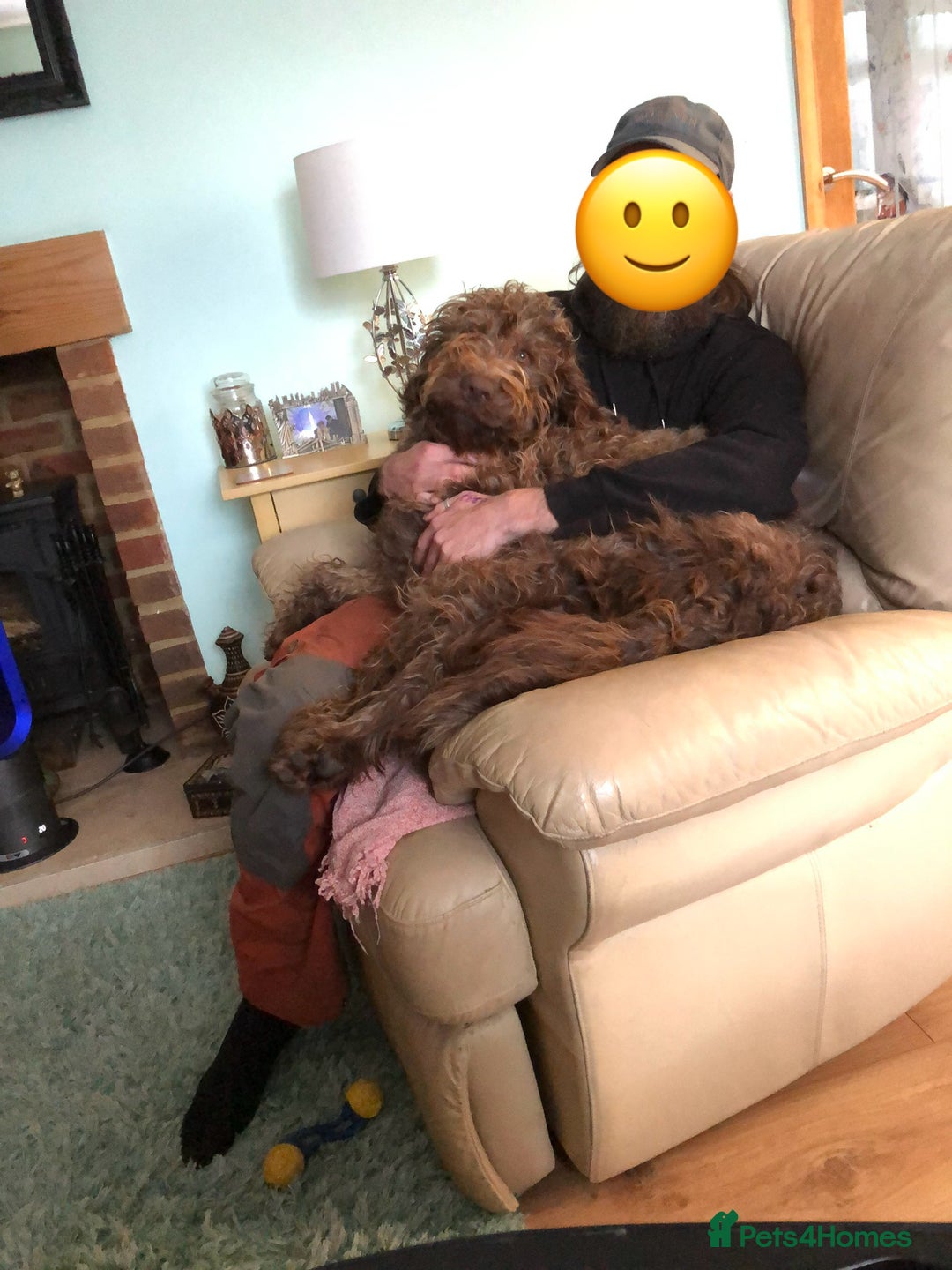 Labradoodle dogs for sale: Chocolate Labradoodle Male - Advert 6
