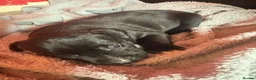 Mixed Breed dogs for sale:  Gorgeous Staffy x Puppies – Ready in 2 Weeks! in Peterborough - Advert 14