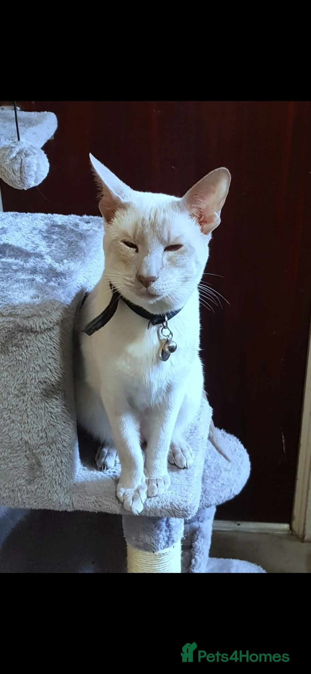Siamese cats for sale: Male Lilac Point Siamese  - Advert 6