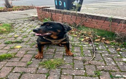 Rottweiler dogs for sale: Rottweiler Male, 7 months, Good Healthy Family Pet - Image 2