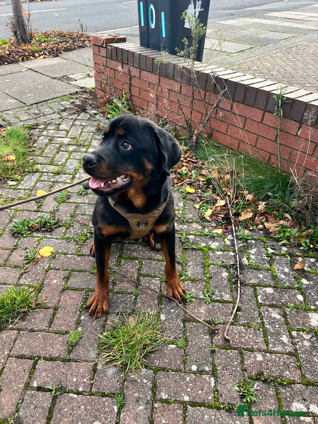 Rottweiler dogs for sale: Rottweiler Male, 7 months, Good Healthy Family Pet - Image 2