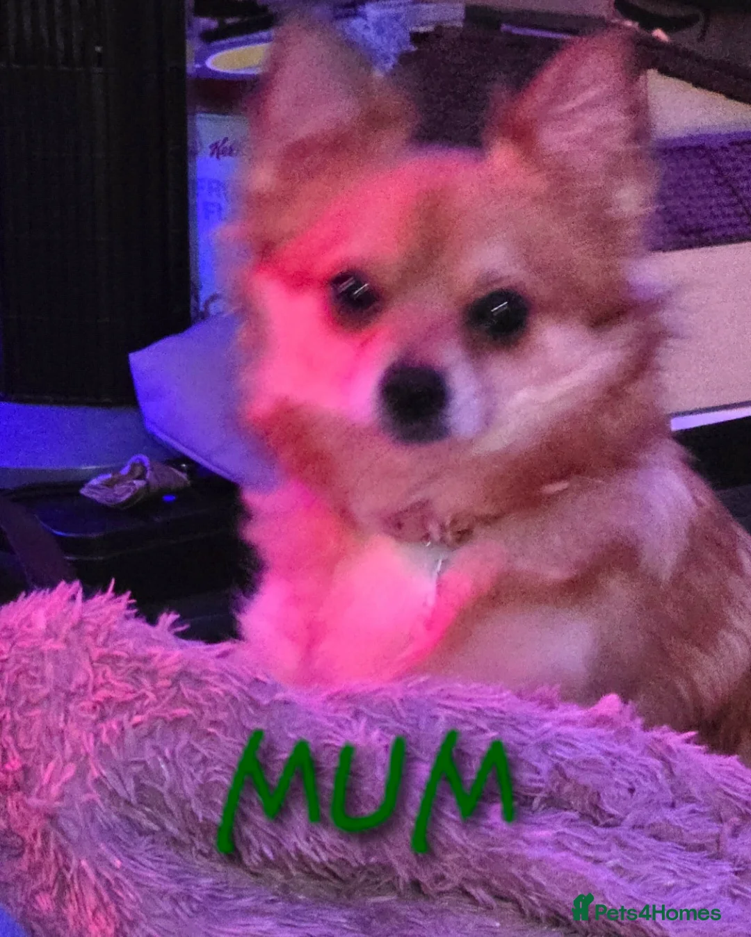 Pomchi dogs for sale: Pomchi puppies for sale 2 left boys ready to go - Advert 3