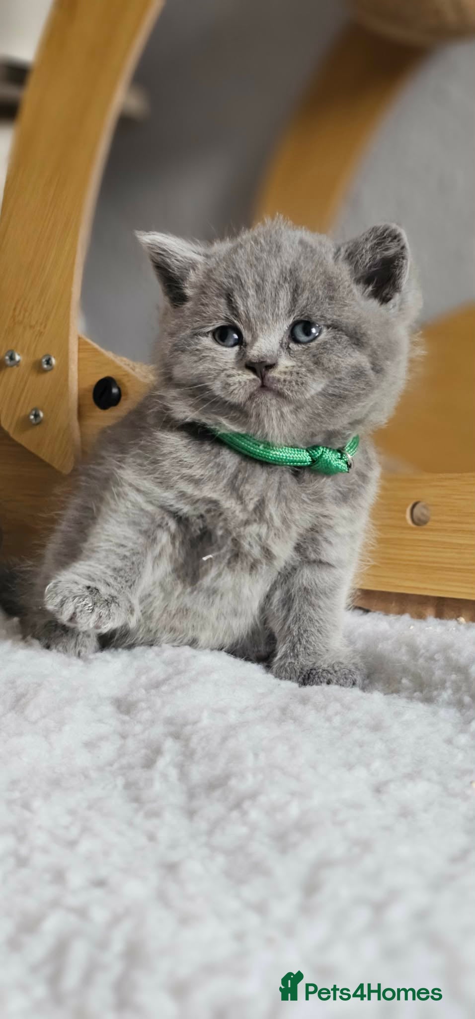 British Shorthair cats High-Quality BSH GCCF - Advert 17