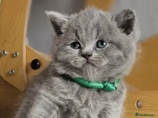 British Shorthair cats High-Quality BSH GCCF - Advert 17