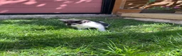 British Shorthair cats for sale: 4 Girls & 2 Boys Kittens Available - Advert 10
