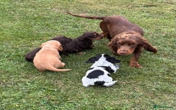 Cocker Spaniel dogs for sale: GORGEOUS WORKING COCKER PUPS - Image 24