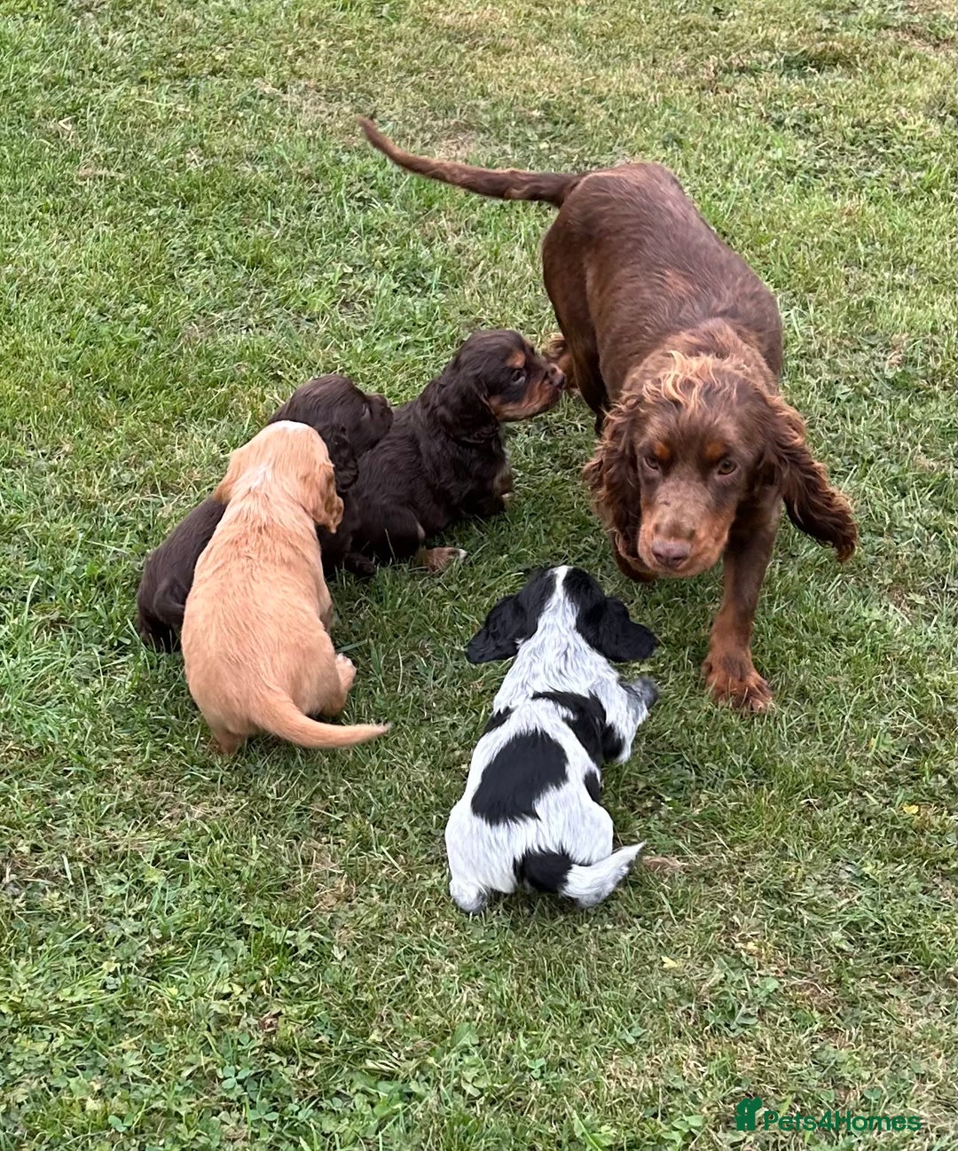 Cocker Spaniel dogs for sale: GORGEOUS WORKING COCKER PUPS - Image 24