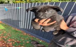 German Shepherd dogs for sale: German Shepherd Puppies, Ready to leave next week - Image 11