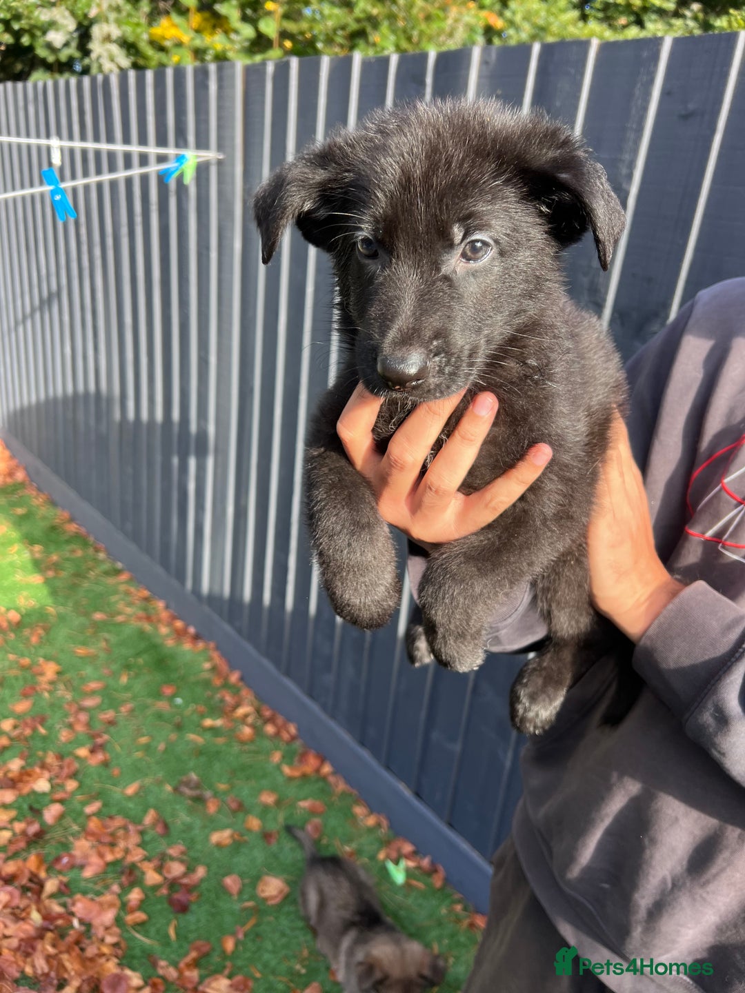 German Shepherd dogs for sale: German Shepherd Puppies, Ready to leave next week - Image 11