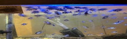Cichlids fish for sale: Electric blue acaras  - Advert 3