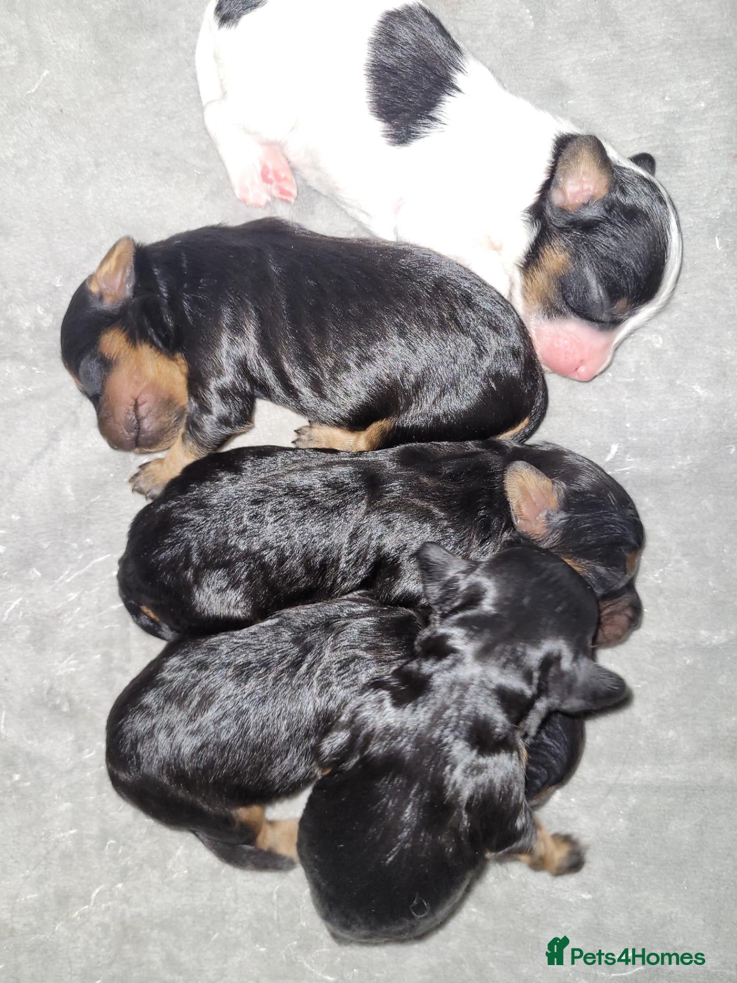Cavapoo dogs for sale: Beautiful Cavapoo puppies  - Advert 1