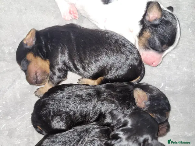 Cavapoo dogs for sale: Beautiful Cavapoo puppies - Advert 3