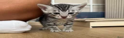 Bengal cats for sale: TICA registered pure bred Bengal kittens - Advert 12