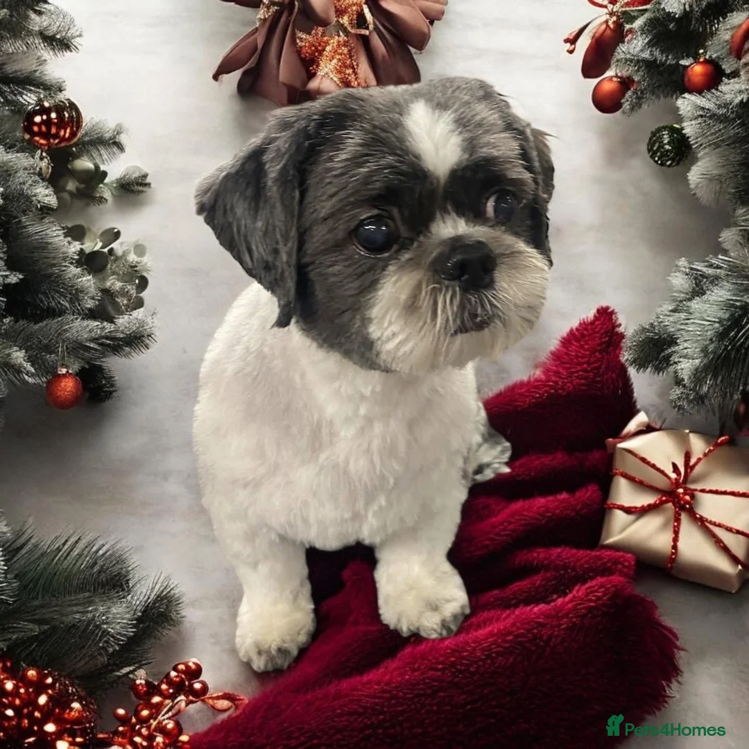 Shih Tzu dogs for sale: Male and female Shih Tzu  in Manchester - Advert 5
