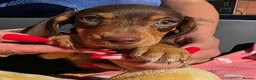Dachshund dogs for sale: Medium sized' short legged Dachshund puppies - Advert 18