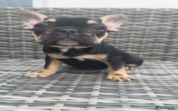 French Bulldog dogs for sale:  REDUCED, 1 GIRL LEFT French bulldog puppies  - Image 8
