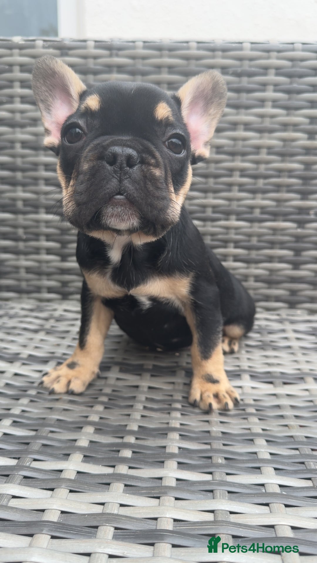 French Bulldog dogs for sale:  REDUCED, 1 GIRL LEFT French bulldog puppies  - Image 8