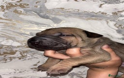 Mixed Breed dogs for sale: Shar-pei puppies  - Image 18