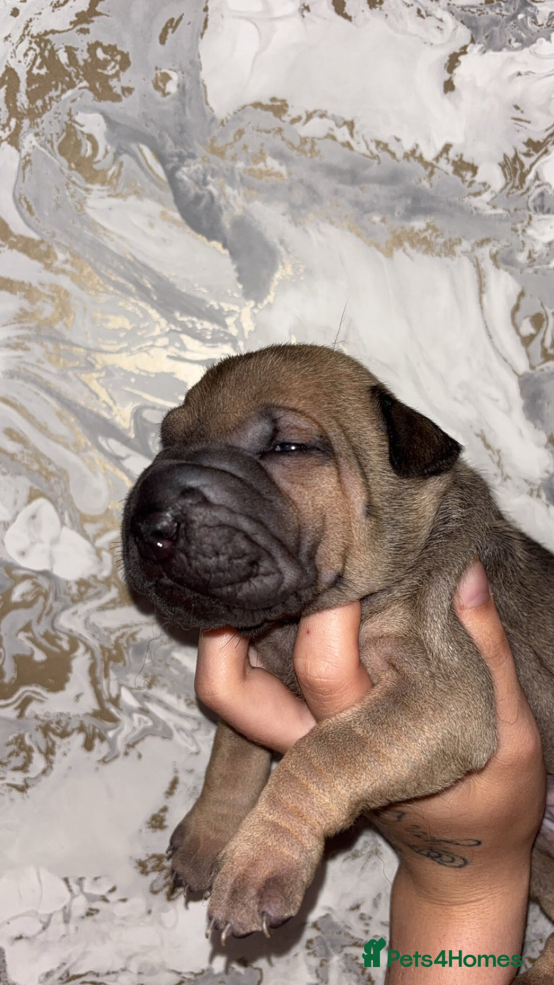 Mixed Breed dogs for sale: Shar-pei puppies  - Image 18