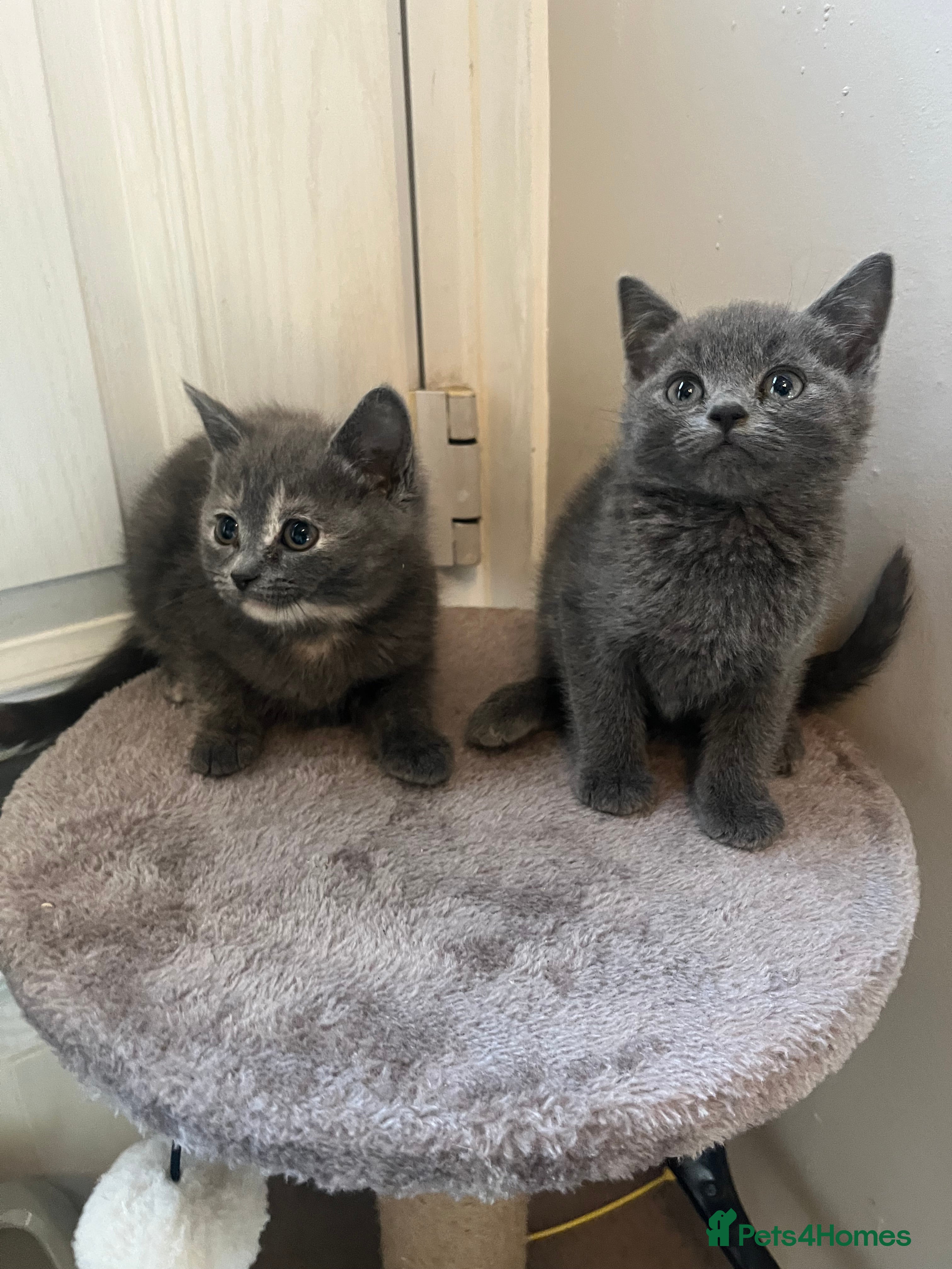 Mixed Breed cats RAGDOLL X KITTENS 💕💙 - Advert 3