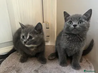 Mixed Breed cats RAGDOLL X KITTENS 💕💙 - Advert 3