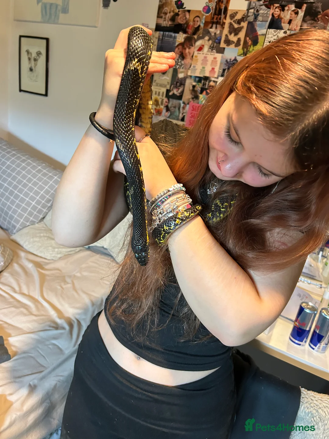 Rat Snake reptiles for sale: Russian Rat Snake with Vivarium and all items - Advert 9
