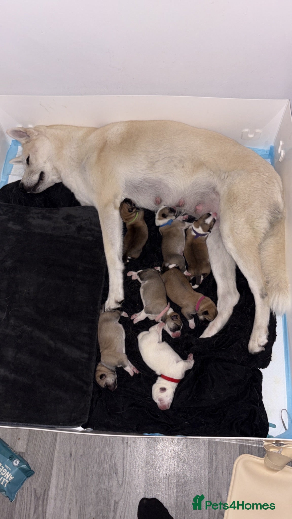 Huskita dogs Huskita  - Advert 8