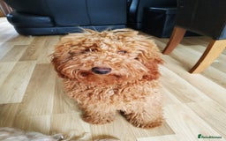 Cavapoo dogs for sale: Stunning F1 Cavapoo puppies, DNA tested parents  - Image 23