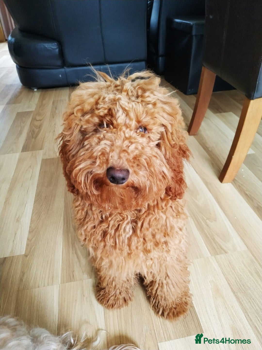 Cavapoo dogs for sale: Stunning F1 Cavapoo puppies, DNA tested parents  - Image 23