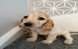 Cocker Spaniel dogs for sale: Beautiful Cocker Spaniel Puppies. - Advert 16