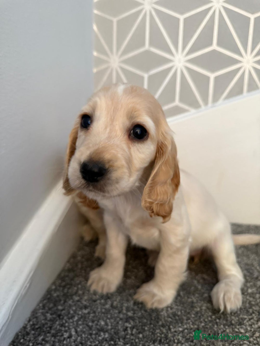 Cocker Spaniel dogs for sale: Beautiful Cocker Spaniel Puppies. - Advert 16