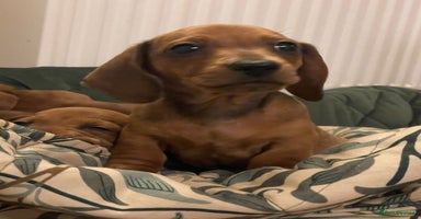 Miniature Dachshund dogs - Advert 1