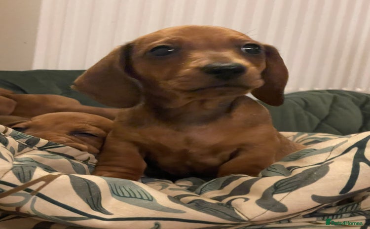 Miniature Dachshund dogs - Advert 12