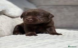 Labrador Retriever dogs for sale: Stunning chocolate Labrador’s with silver jeans  - Image 1