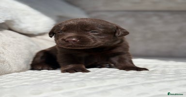 Labrador Retriever dogs - Advert 7