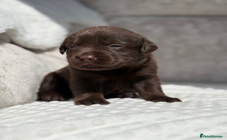 Labrador Retriever dogs - Advert 1