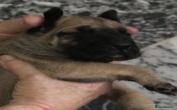 Presa Canario dogs for sale: Presa Canario pups  - Image 9