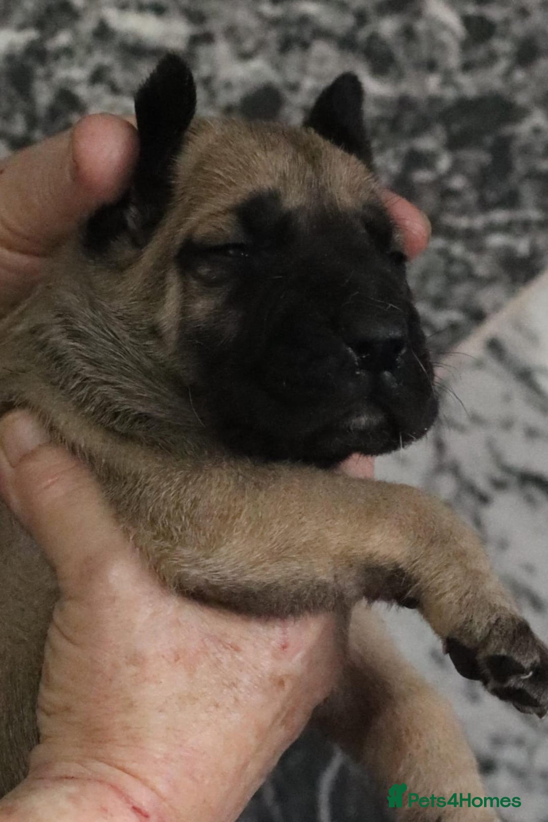Presa Canario dogs for sale: Presa Canario pups  - Image 9