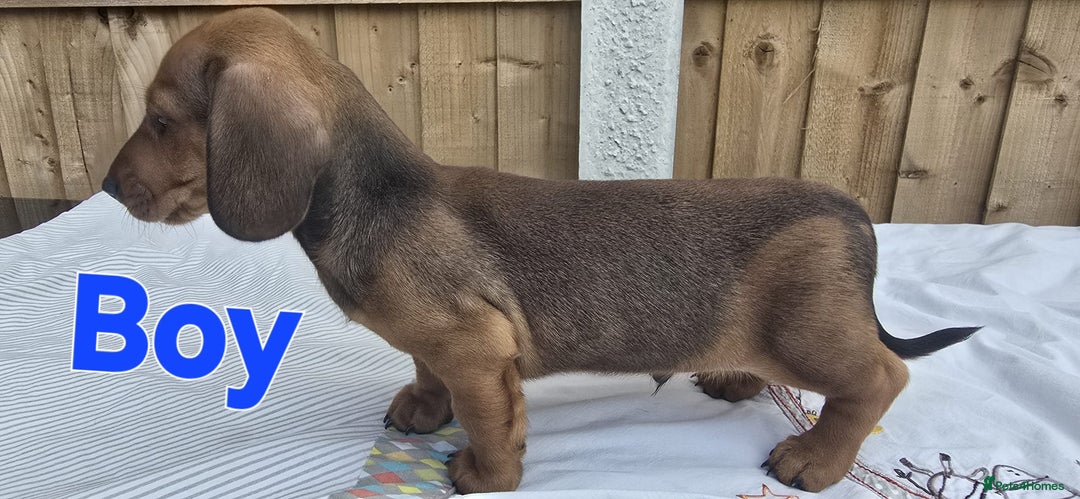 Dachshund dogs for sale: "READY GO STUNING 5 STANDARD DACHSHUND PUPPIES  - Image 4