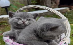 British Shorthair cats for sale: BSH kitten  - Image 1